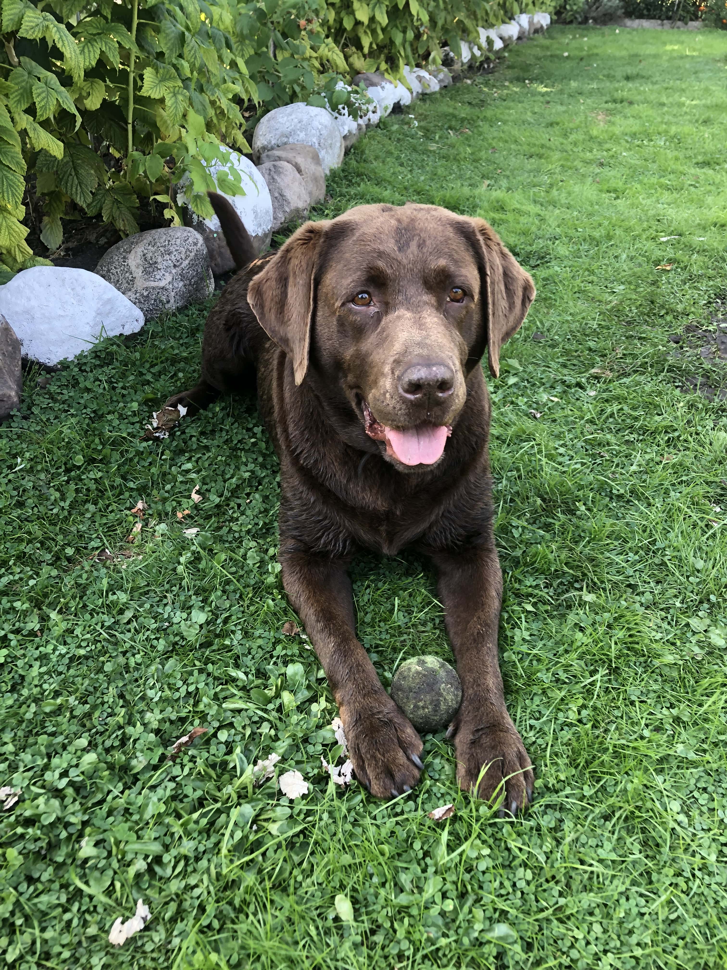 Photo of dog