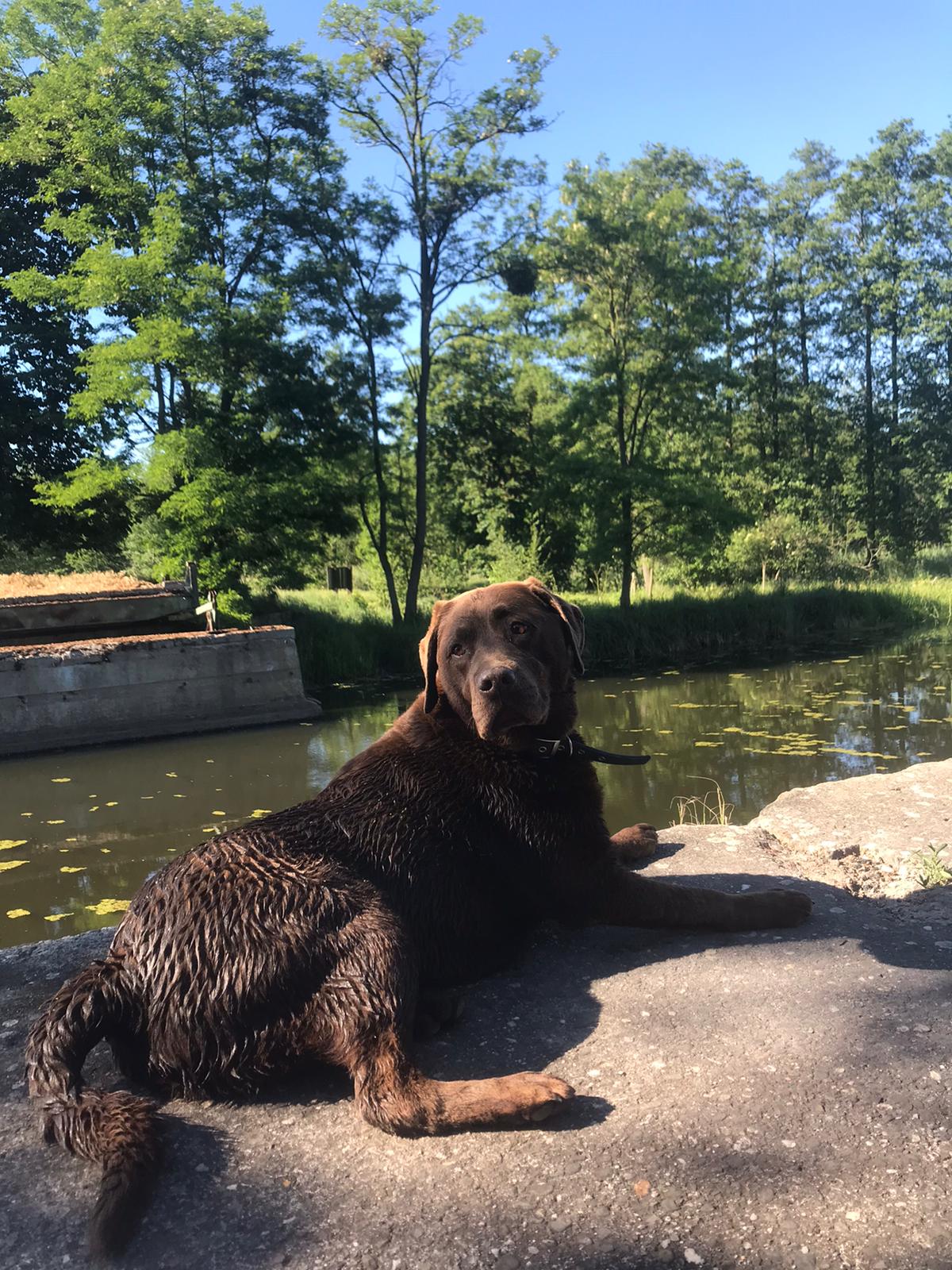 Photo of dog