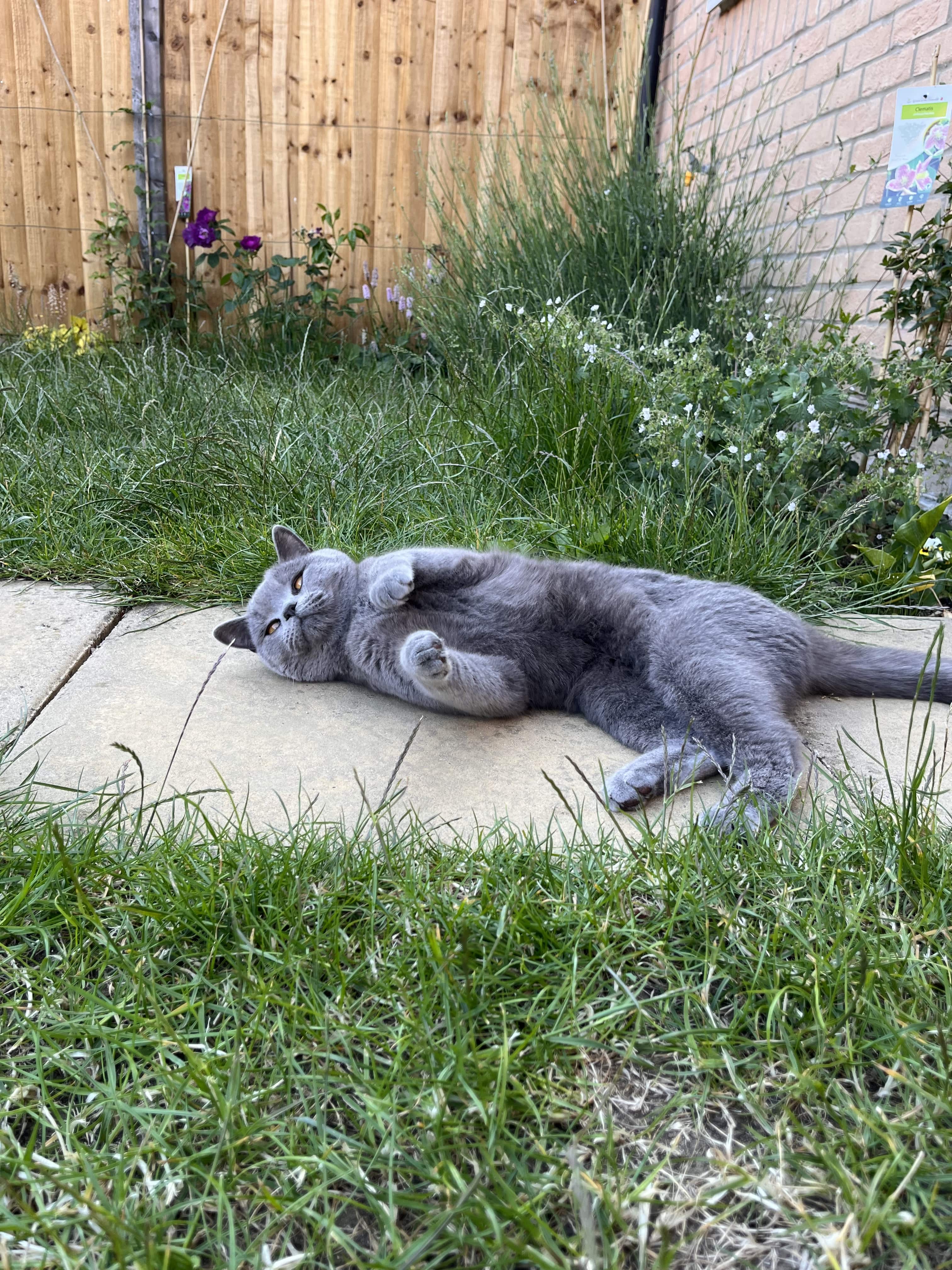 Photo of cat