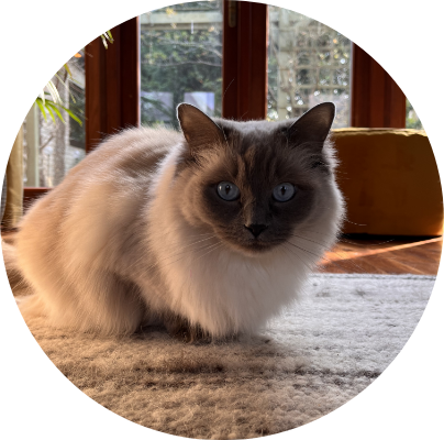 Photo of sitting cat