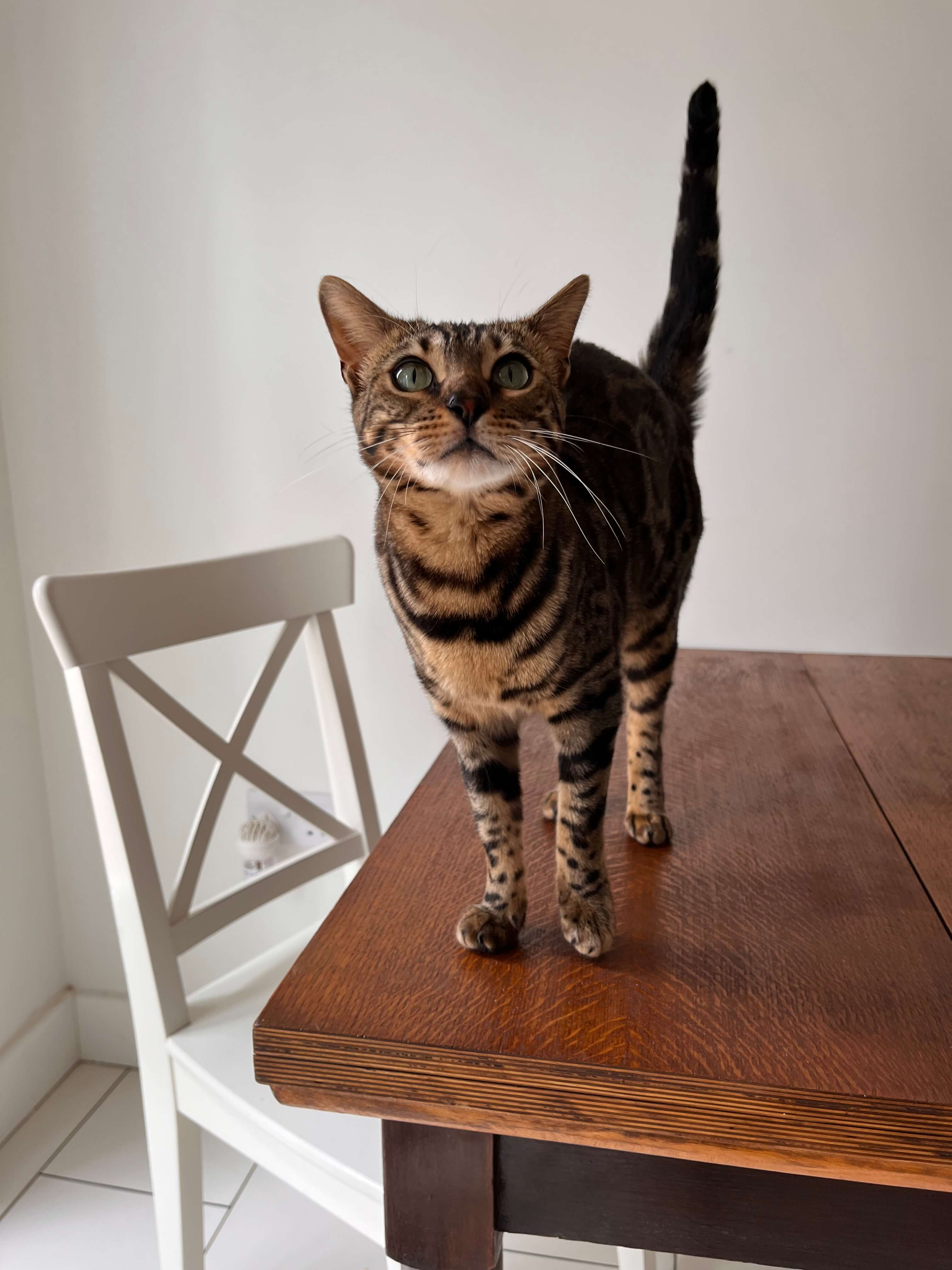 Photo of cat