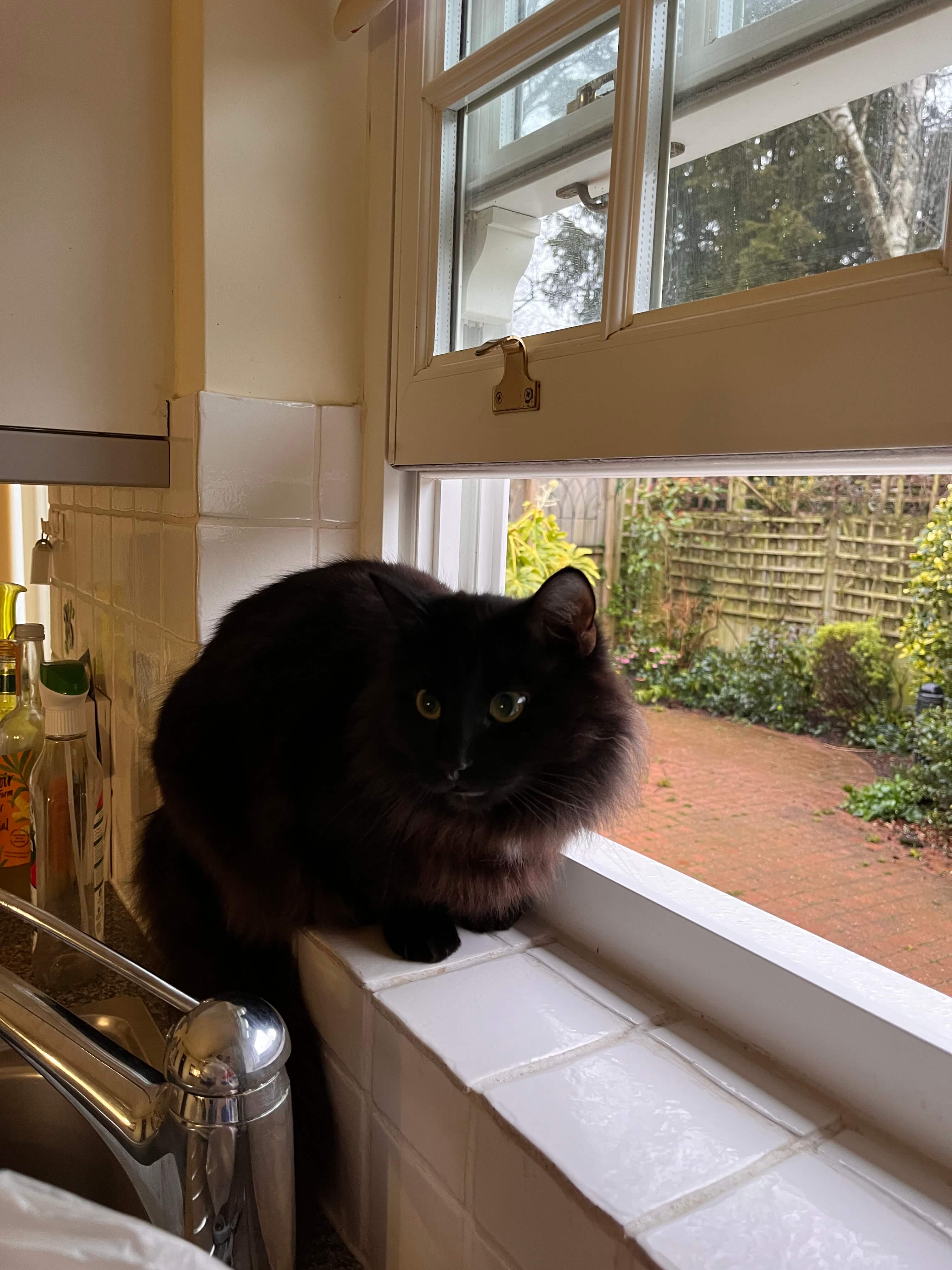 Photo of cat