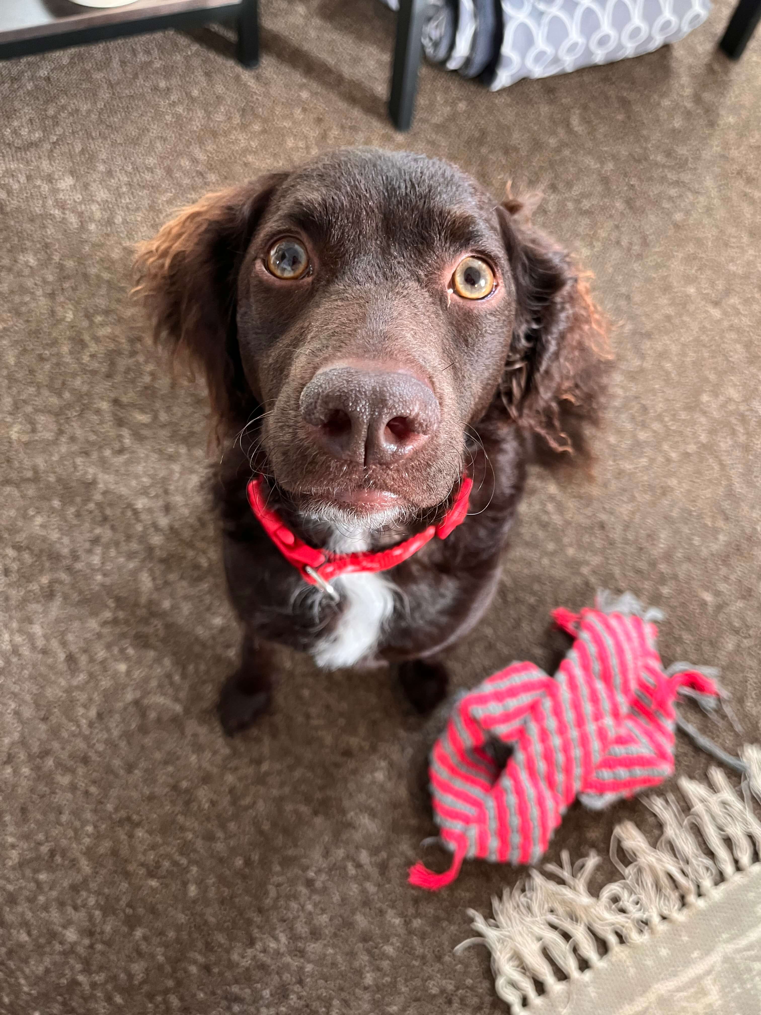 Photo of dog