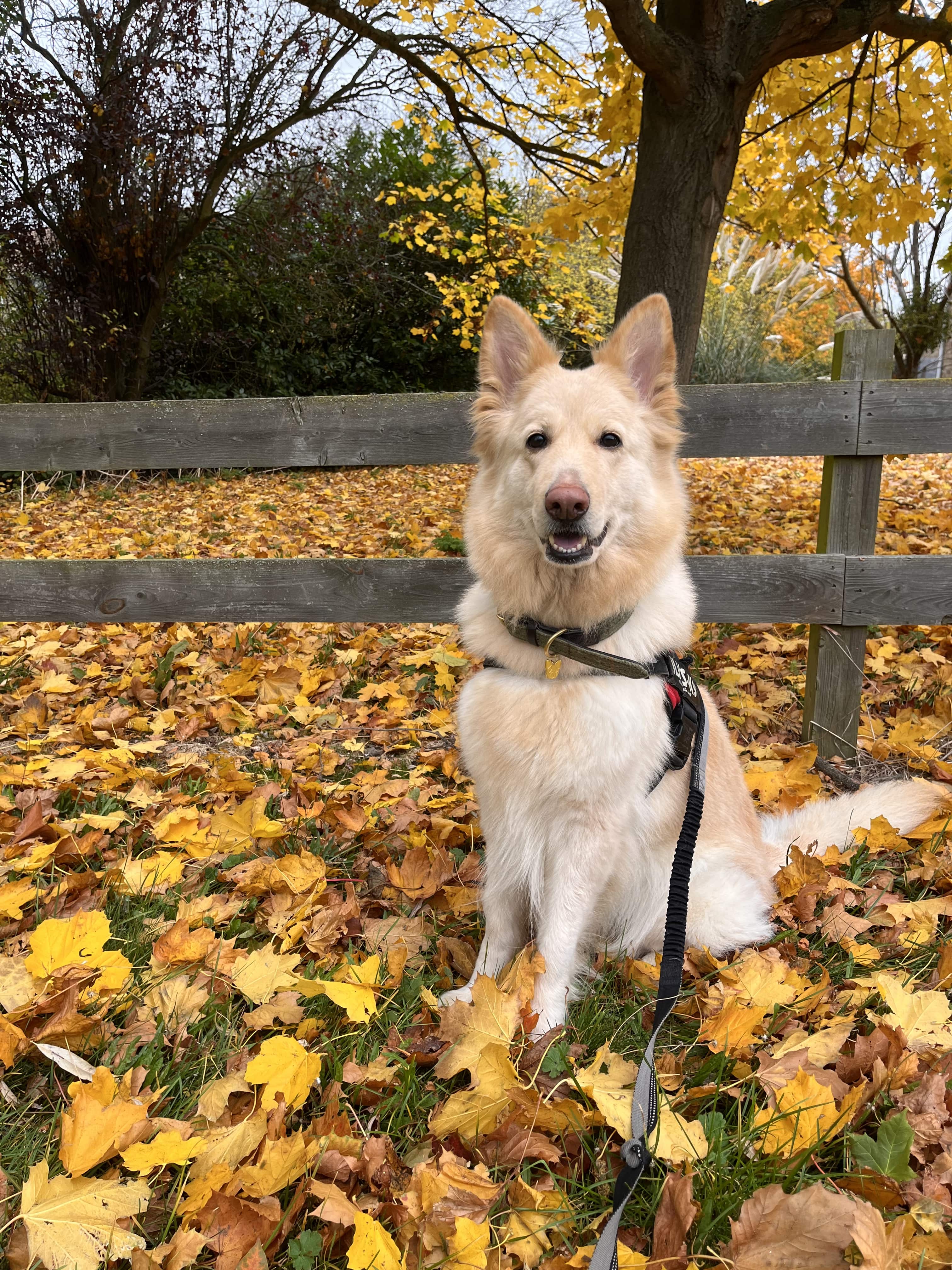 Photo of dog