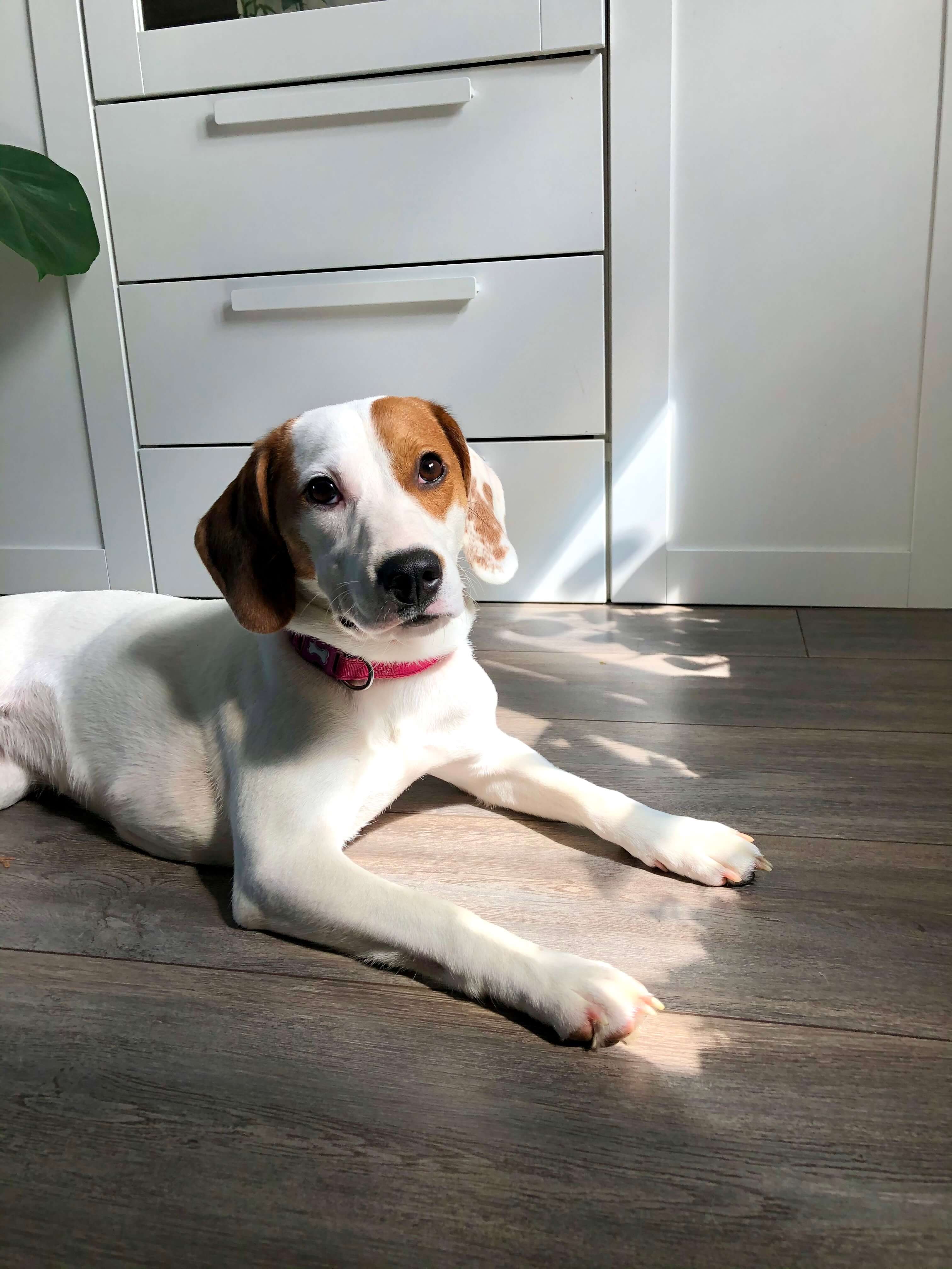 Photo of dog