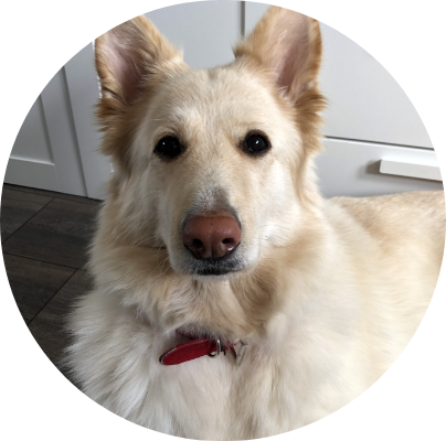 Photo of sitting dog