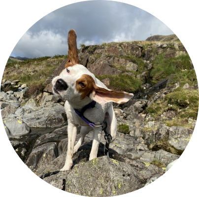 Photo of dog
