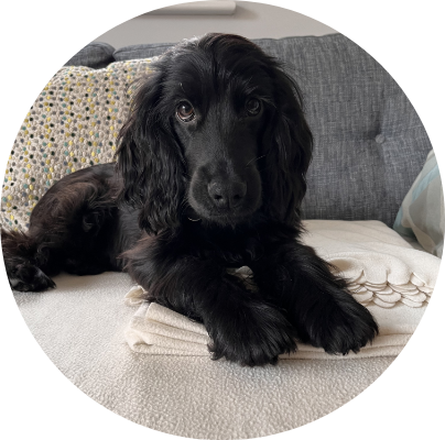 Photo of lying dog