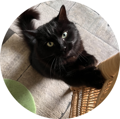 Photo of cat