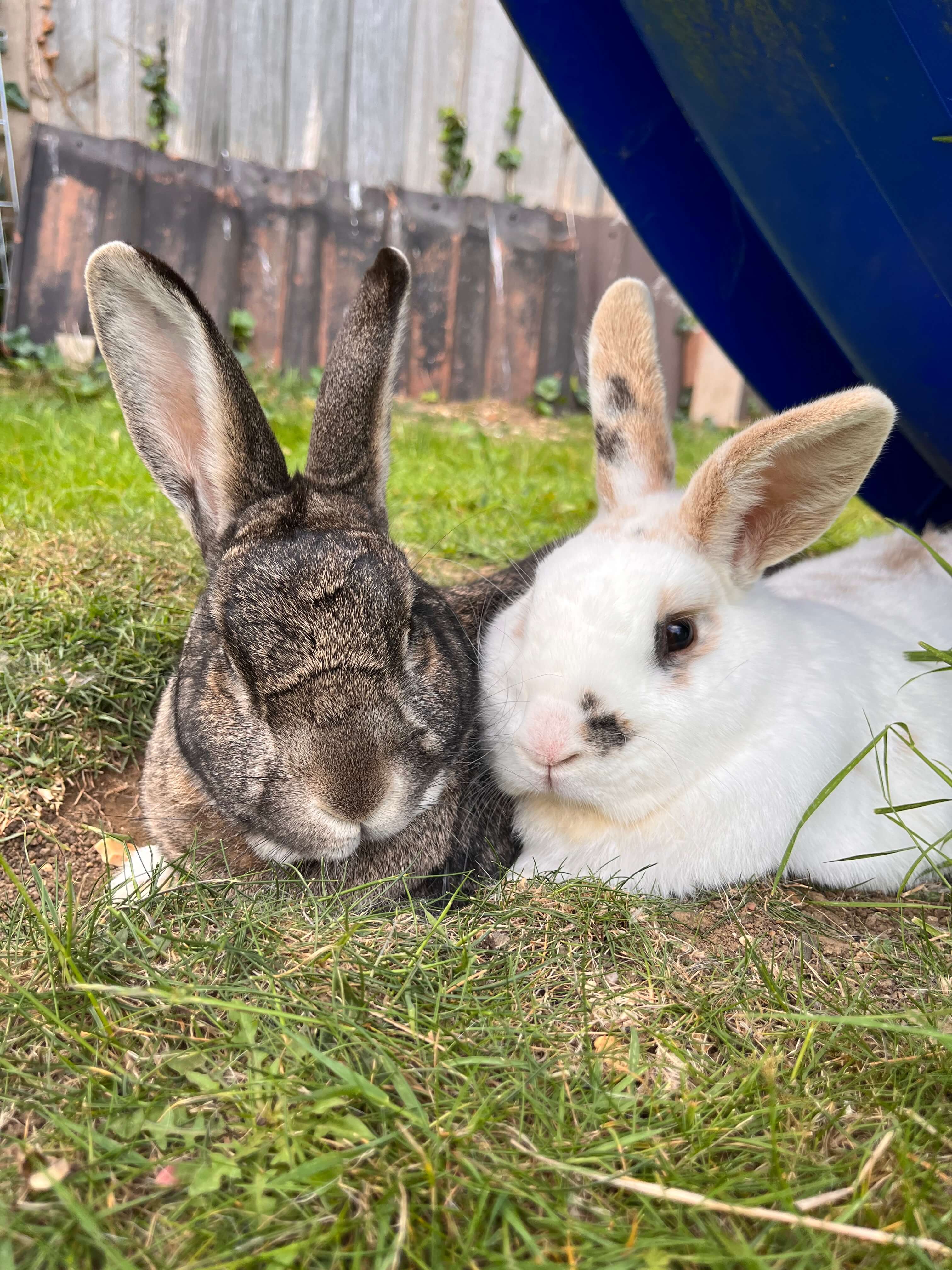 Photo of rabbits