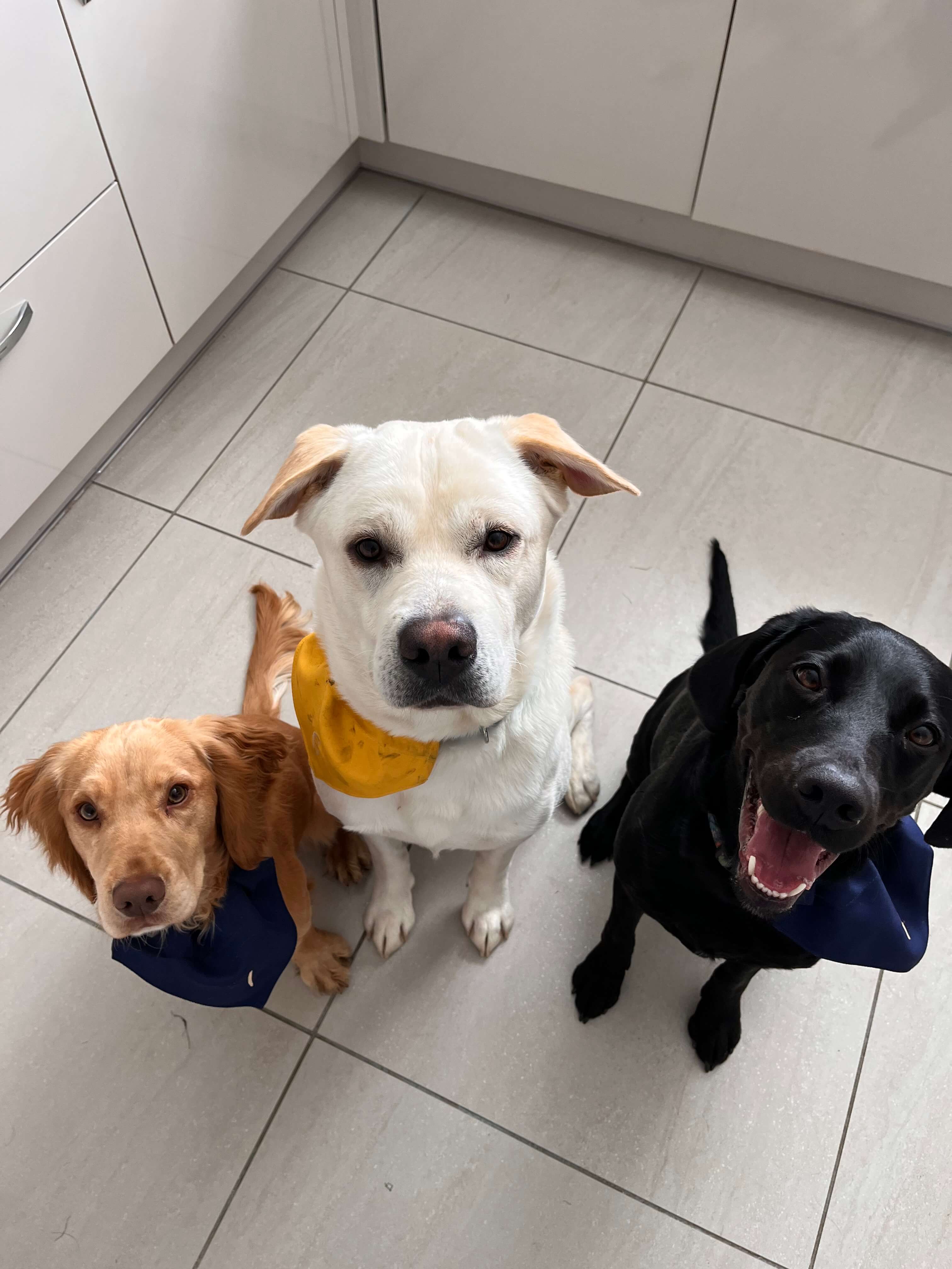 Photo of dogs