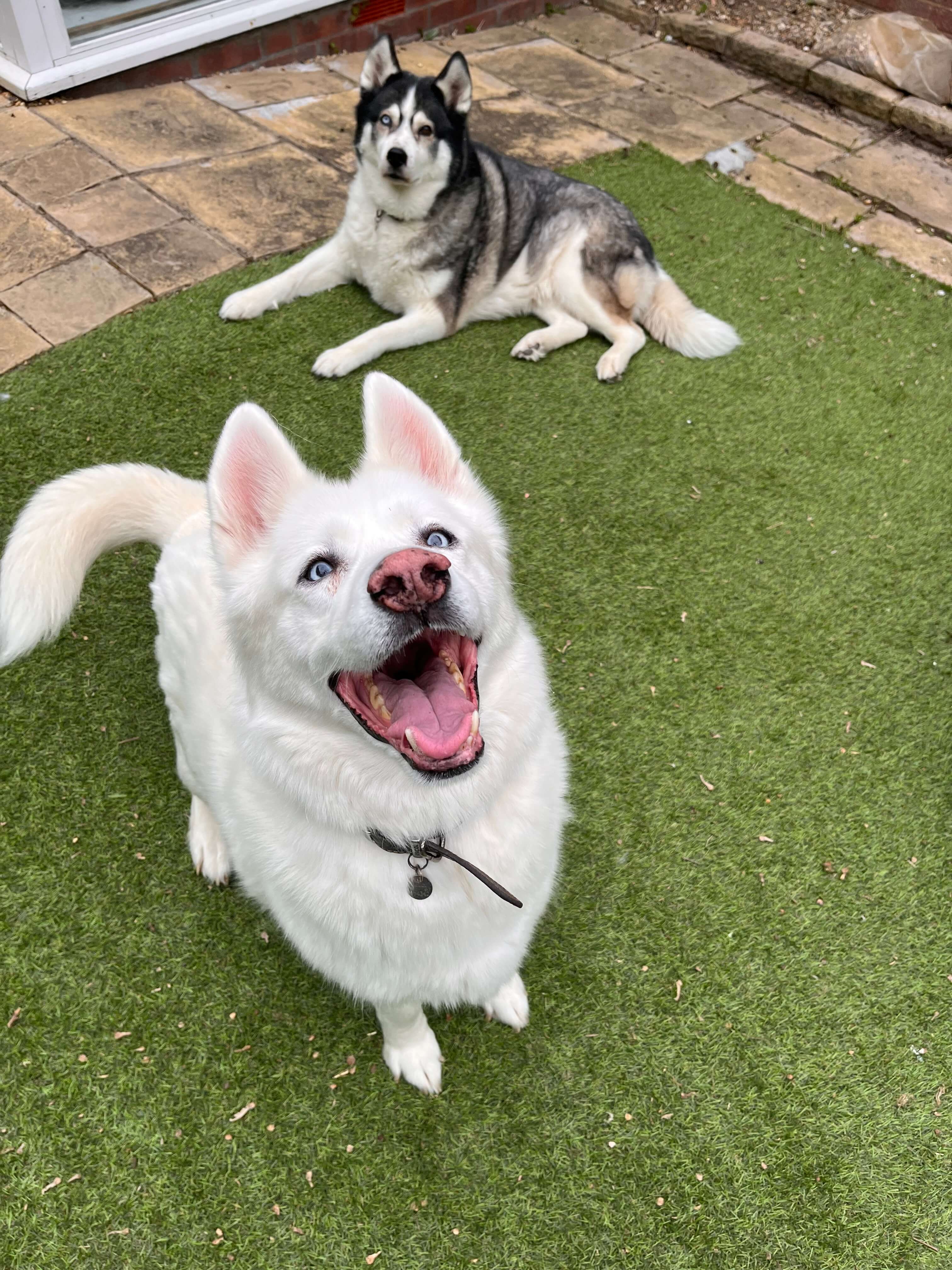 Photo of dog